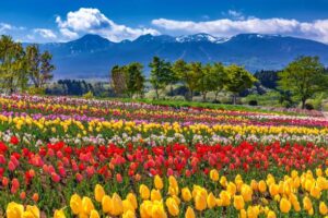 きれいなお花畑の画像。丁寧に耕し、良い種をまけば、美しい人生を実らせるということを象徴してい画像です。
