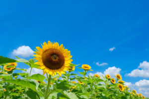 ひまわりはひまわりの種を植えるからひまわりの花が咲く。世の中全て原因と結果の法則で動いているということを解説する画像。