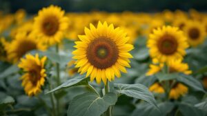 種の通りにしか花は咲かないことを理解しよう。