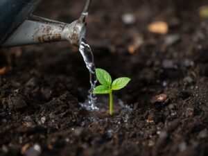 芽が出た原因はその種がある事であり、水をあげたり土に埋まっていることは条件であって原因ではない。